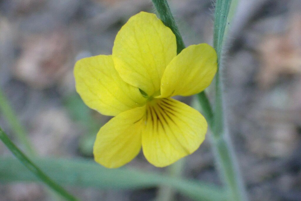 Viola bakeri (Baker's violet), native California herb
