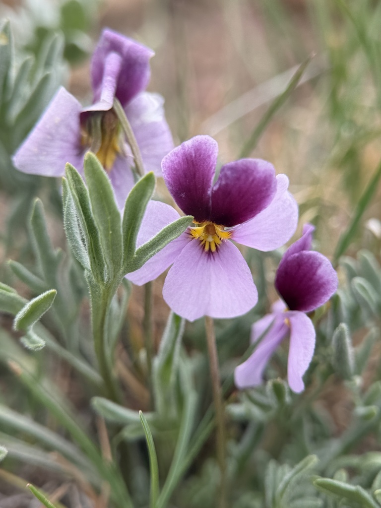 Viola beckwithii (Beckwith's violet), native California herb