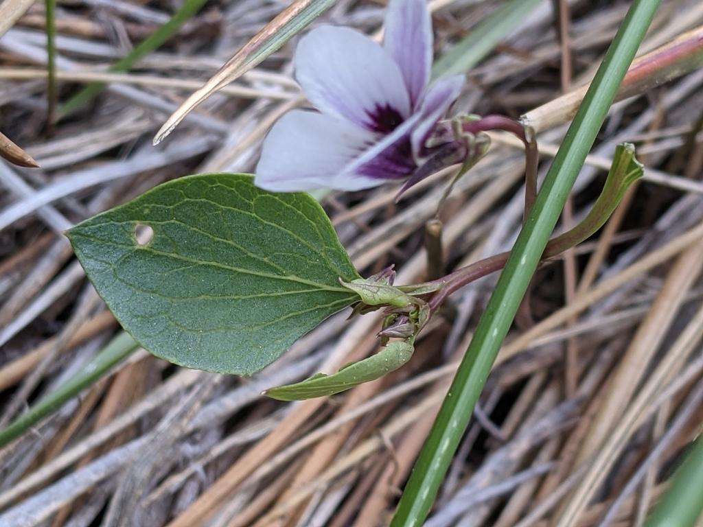 Viola cuneata (Northern two-eyed violet), native California herb