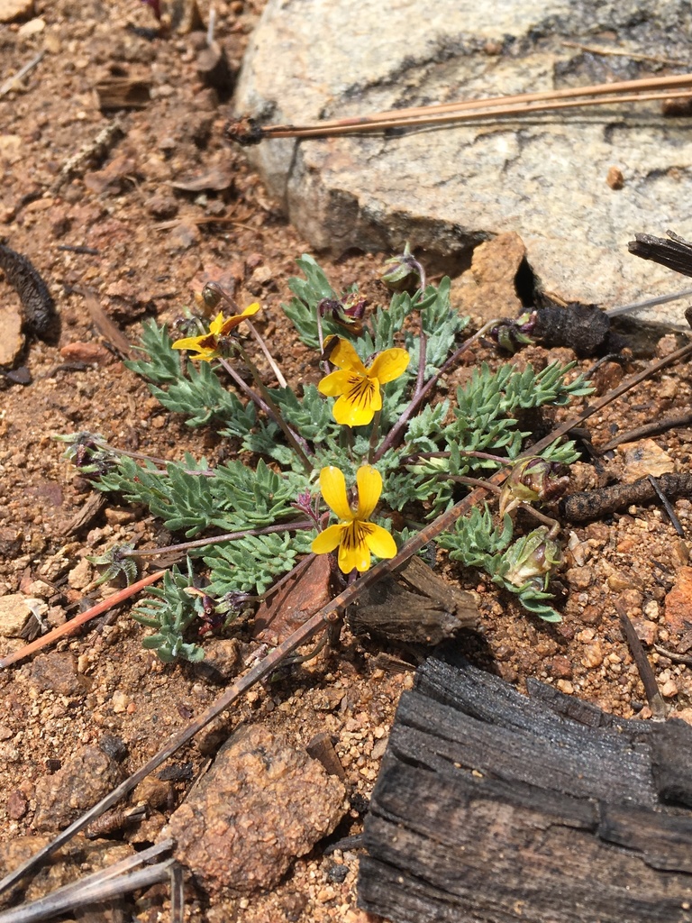 Viola douglasii (Douglas' violet), native California herb