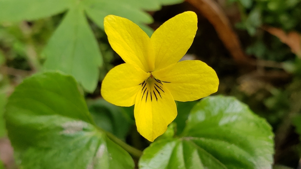 Viola glabella (Stream violet), native California herb