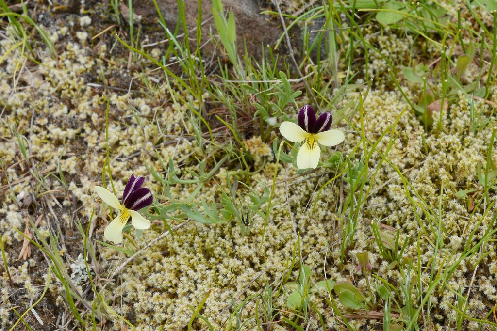 Viola hallii (Hall's violet), native California herb