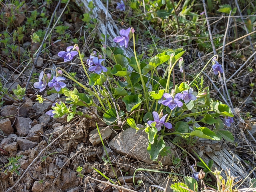 Viola howellii (Howell's violet), native California herb