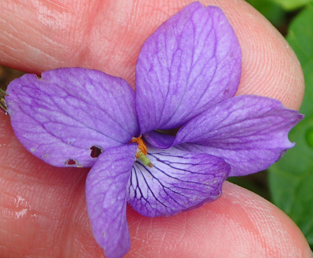Viola langsdorffii (Alaska violet), native California herb