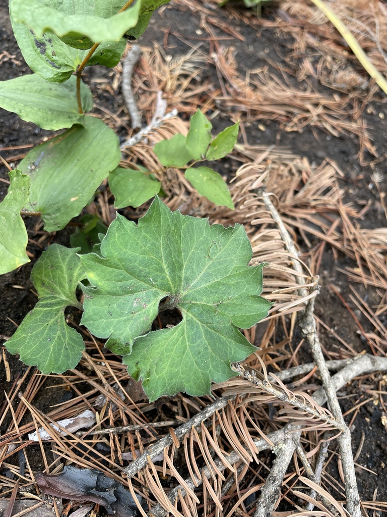 Viola lobata (Pine violet), native California herb