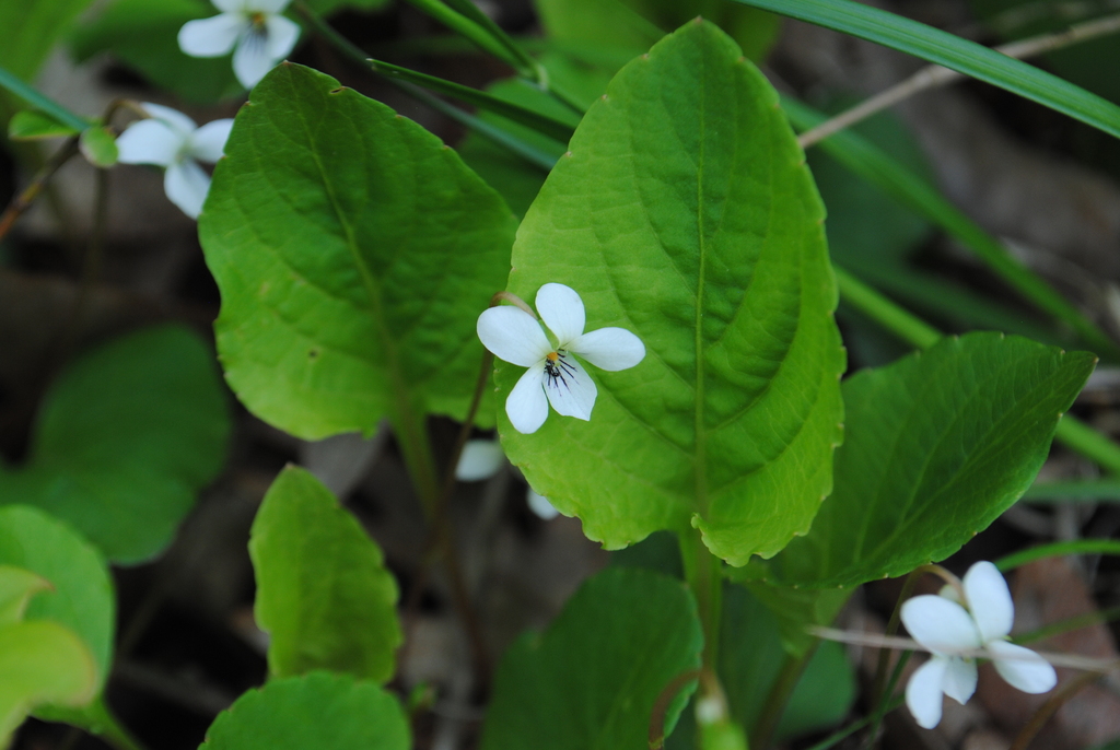 Viola macloskeyi (Macloskey's violet), native California herb