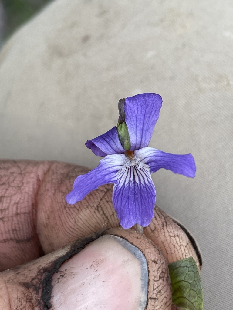 Viola nephrophylla (Leconte violet), native California herb