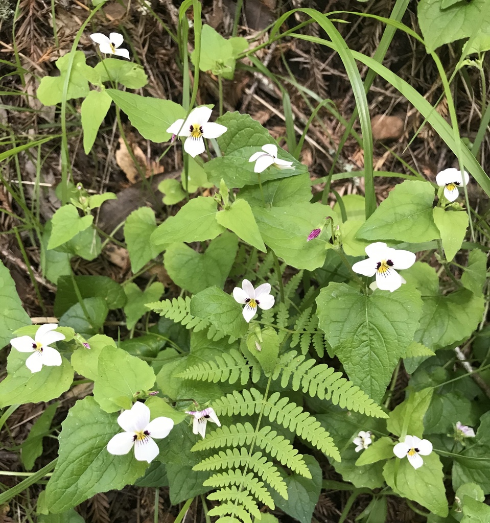 Viola ocellata (Western heart's ease), native California herb