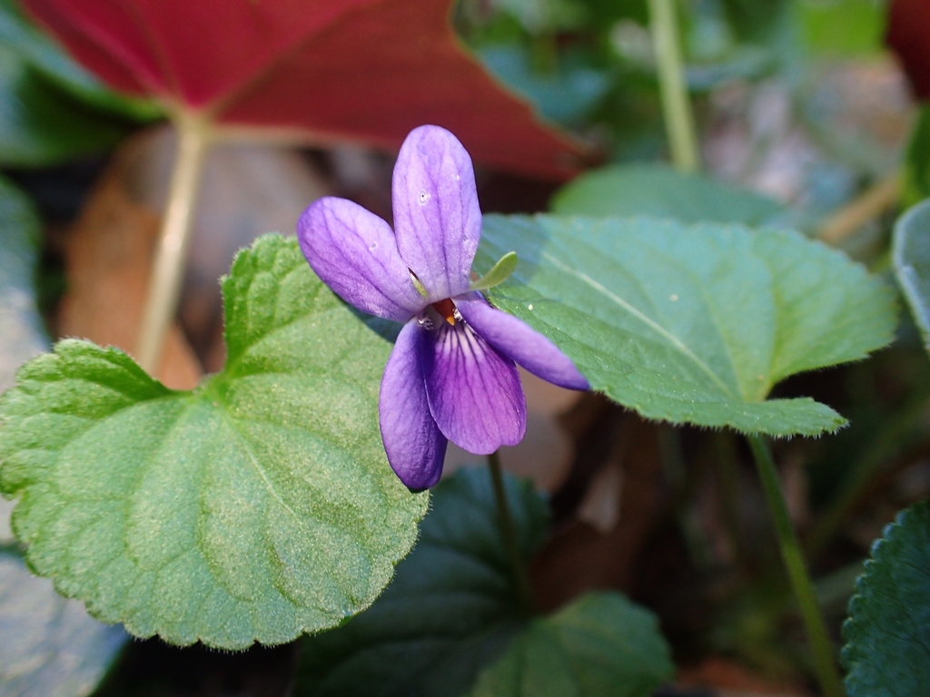 Viola odorata (English violet), non-native California herb