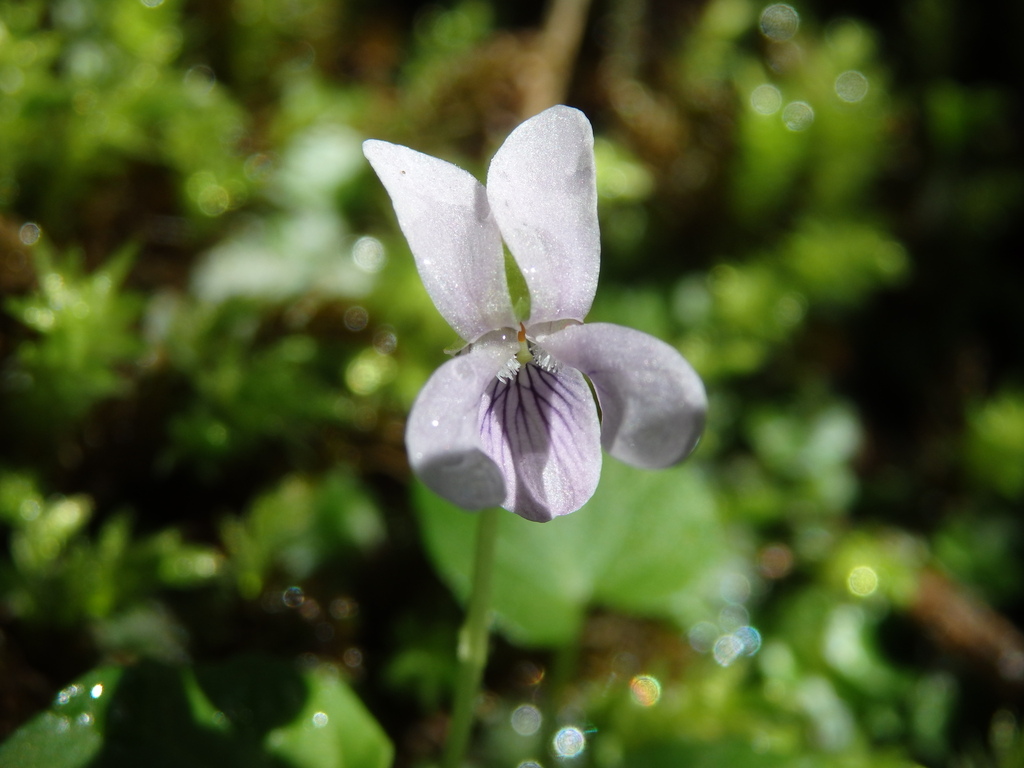Viola palustris (Alpine marsh violet), native California herb