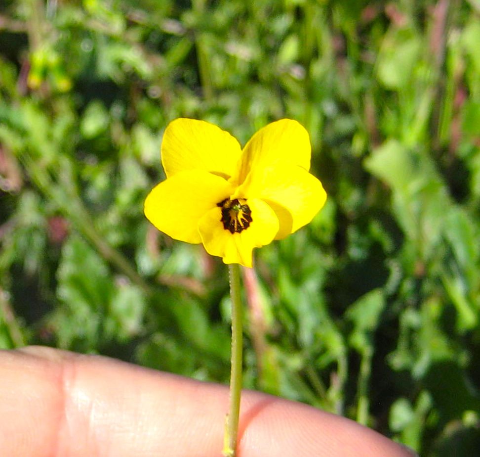 Viola pedunculata (Johnny-jump-up), native California herb