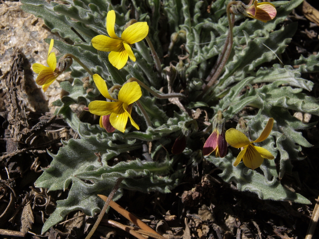 Viola pinetorum subsp. pinetorum, native California herb