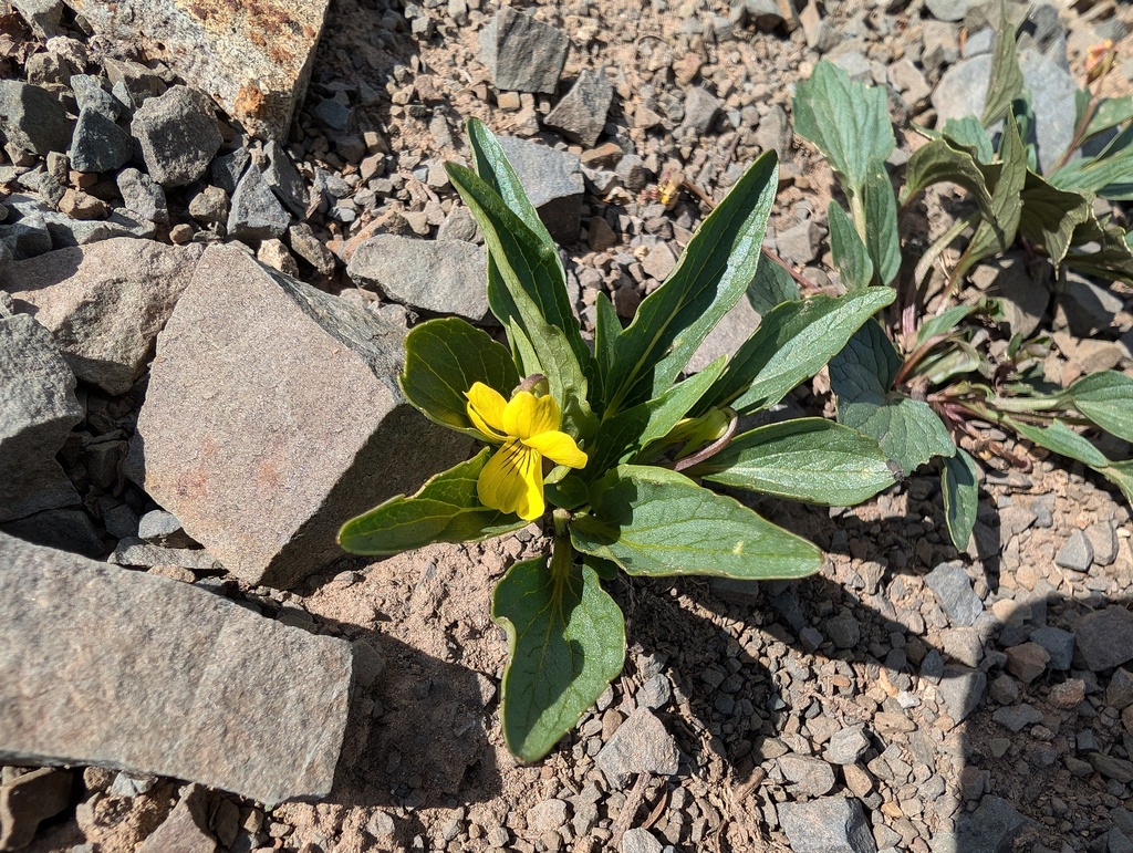 Viola praemorsa — parent species of Viola praemorsa subsp. linguifolia