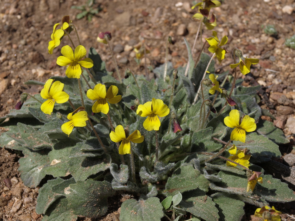 Viola purpurea (Goosefoot violet), native California herb