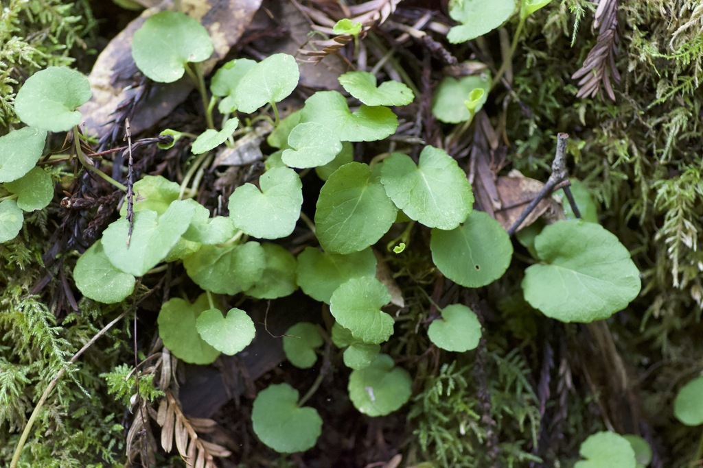 Viola sempervirens (Evergreen violet), native California herb