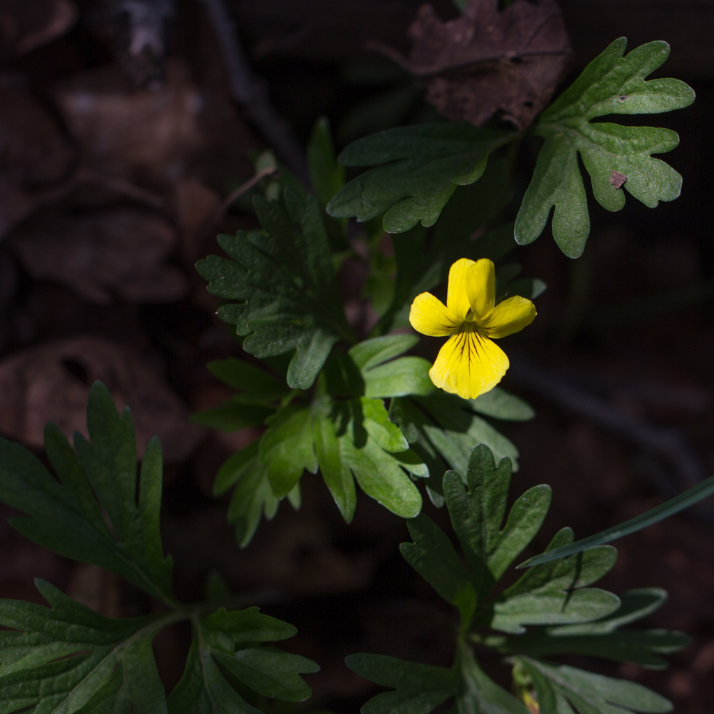 Viola sheltonii (Shelton's violet), native California herb
