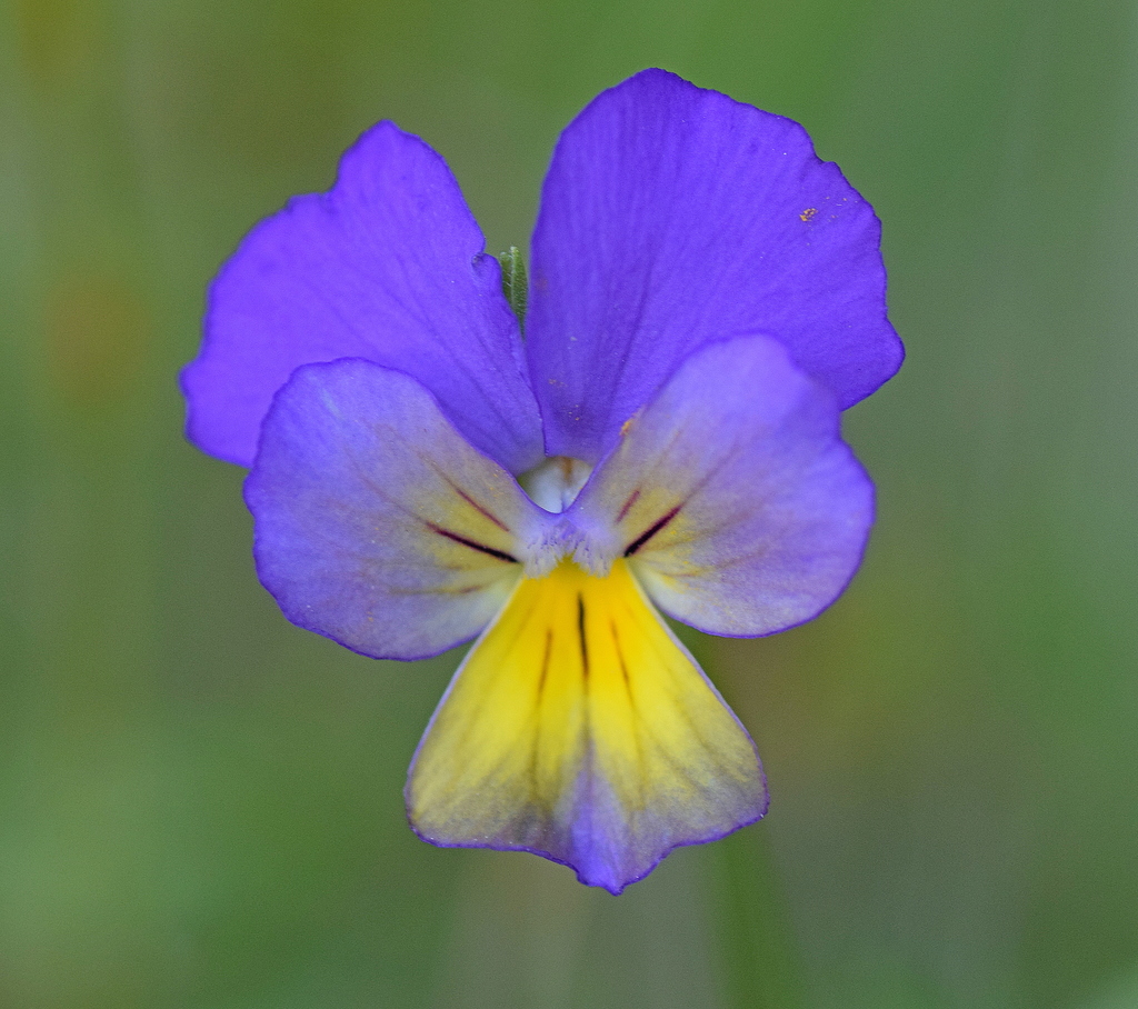 Viola sp. (Violet), non-native California perennial