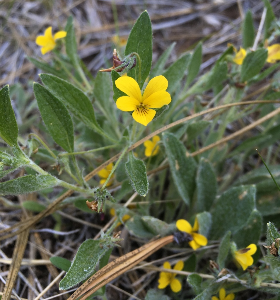 Viola tomentosa (Felt-leaved violet), native California herb