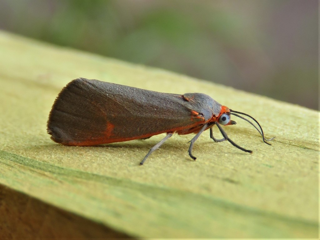 Virbia costata, California species