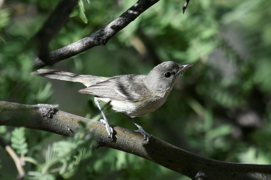 Vireo bellii arizonae (Arizona Bell’s vireo), California species