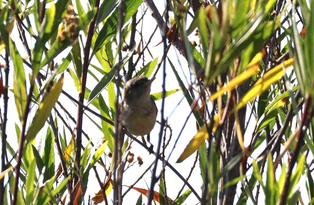 Vireo bellii pusillus (Least Bell’s vireo), California species