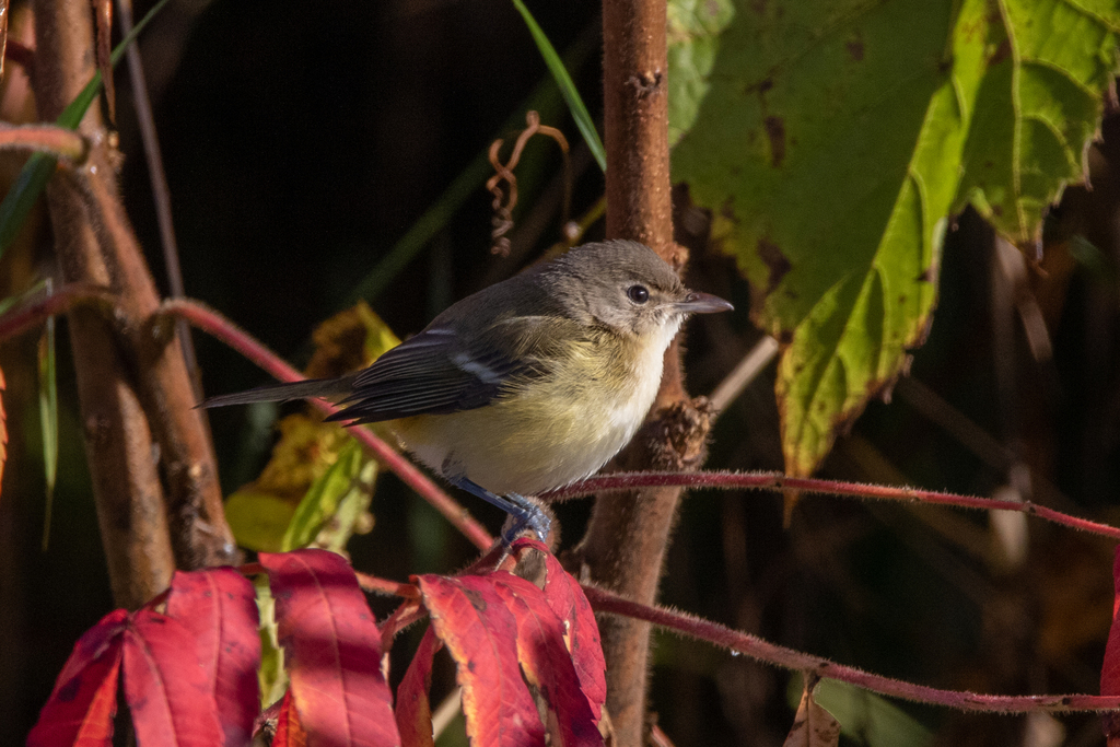 Vireo huttoni unitti (Catalina Hutton's Vireo), California species