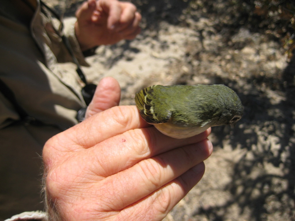 Vireo cassinii (Cassin's Vireo), California species