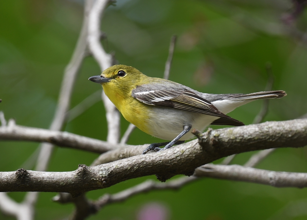 Vireo flavifrons (Yellow-throated Vireo), California species
