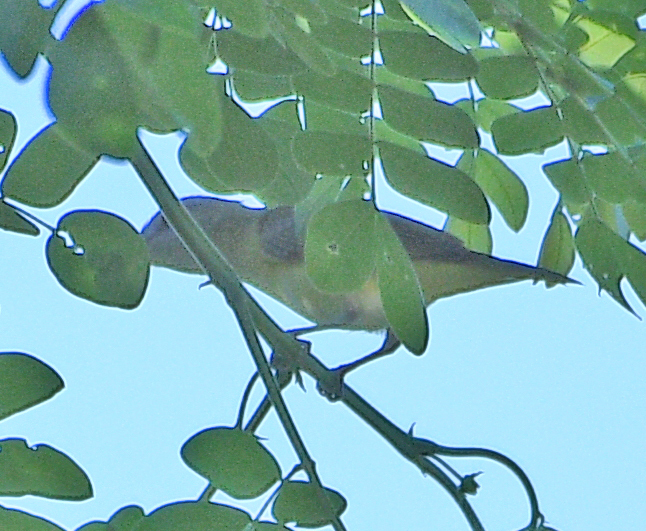 Vireo flavoviridis (Yellow-green Vireo), California species