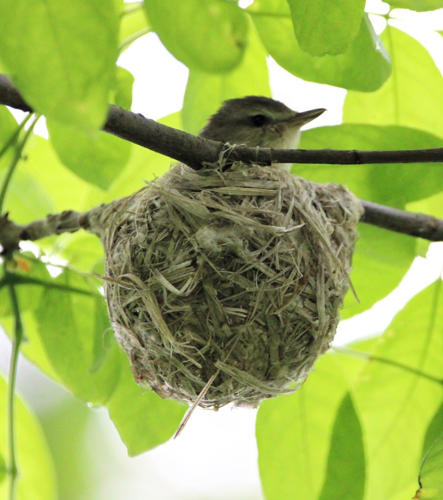 Vireo gilvus (Warbling Vireo), California species