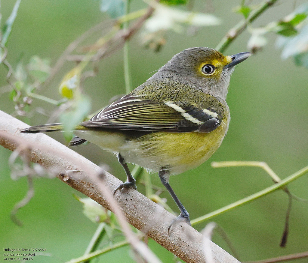 Vireo griseus (White-eyed Vireo), California species