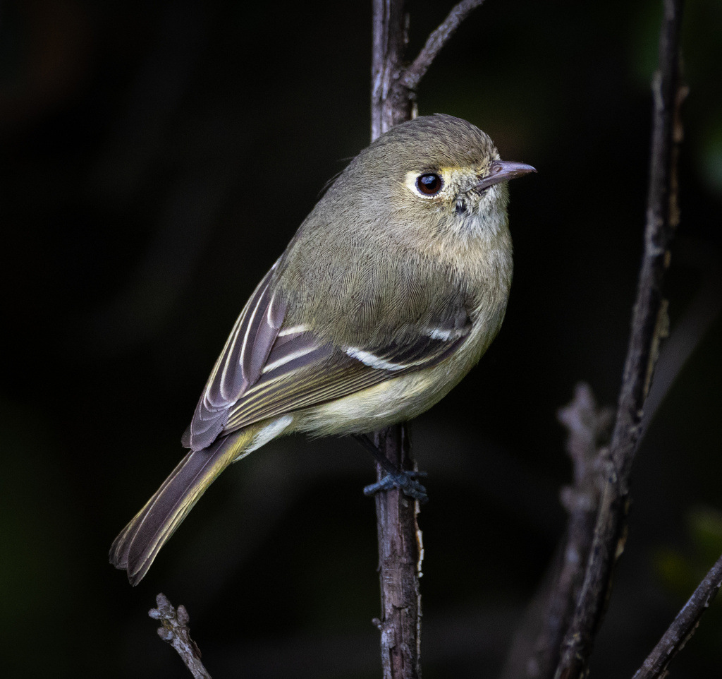 Vireo huttoni (Hutton's Vireo), California species