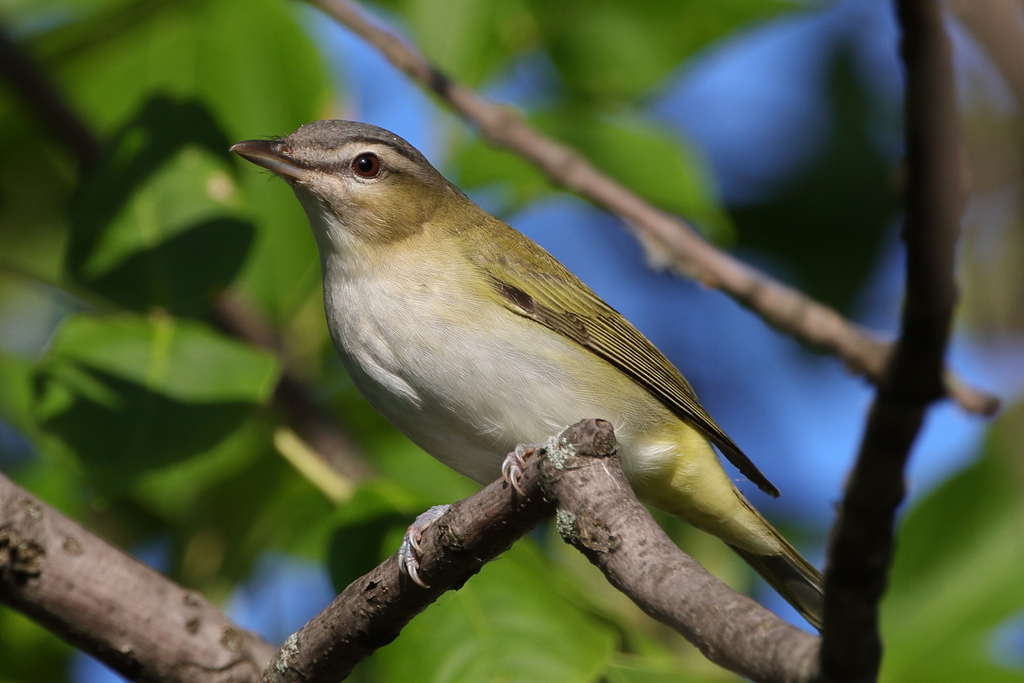 Vireo olivaceus (Red-eyed Vireo), California species