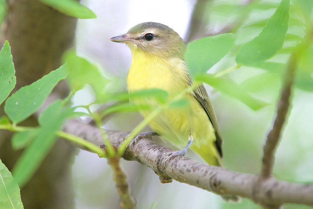 Vireo philadelphicus (Philadelphia Vireo), California species