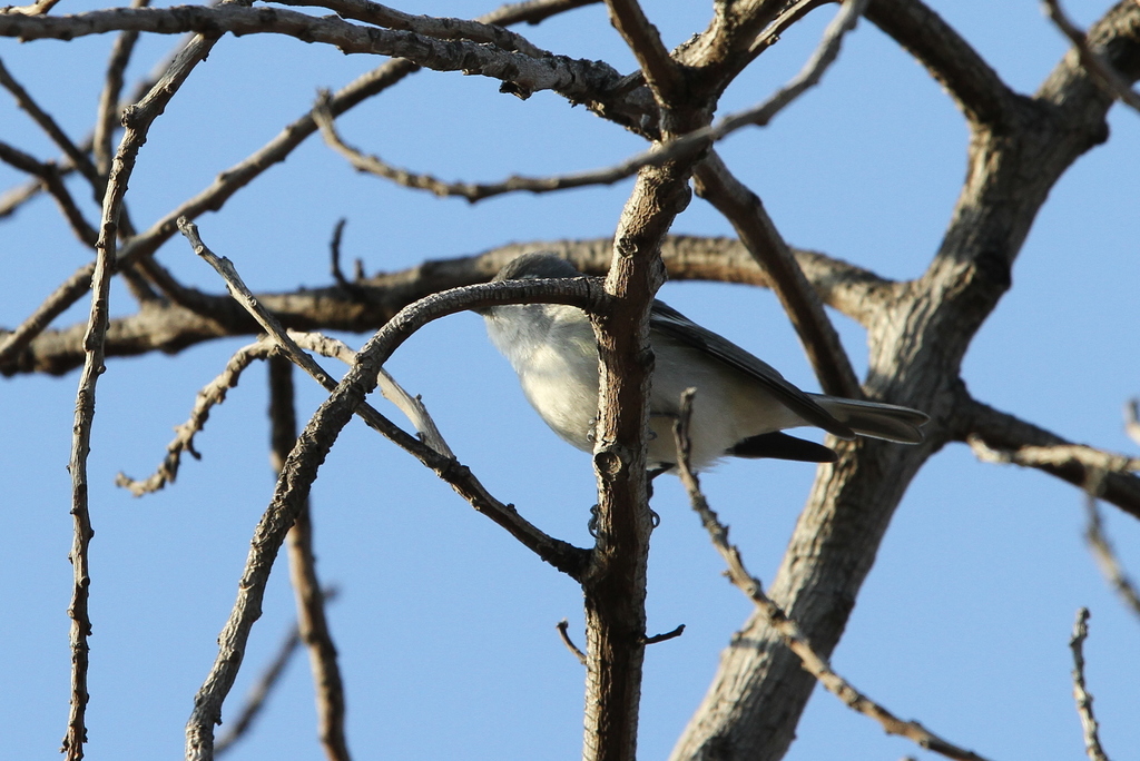 Vireo plumbeus (Plumbeous Vireo), California species