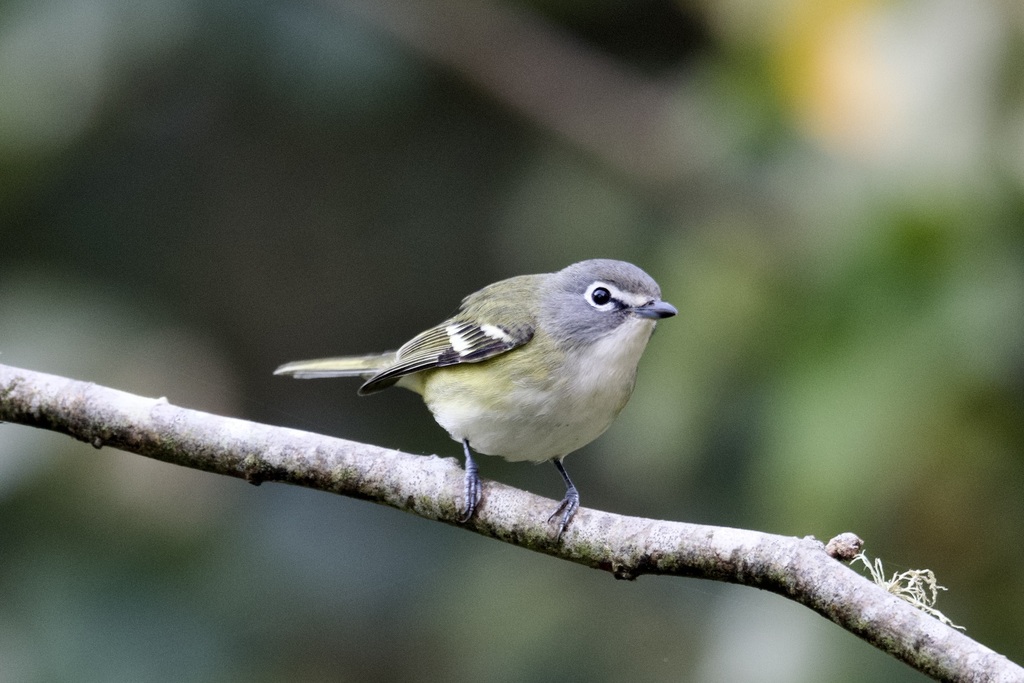 Vireo solitarius (Blue-headed Vireo), California species