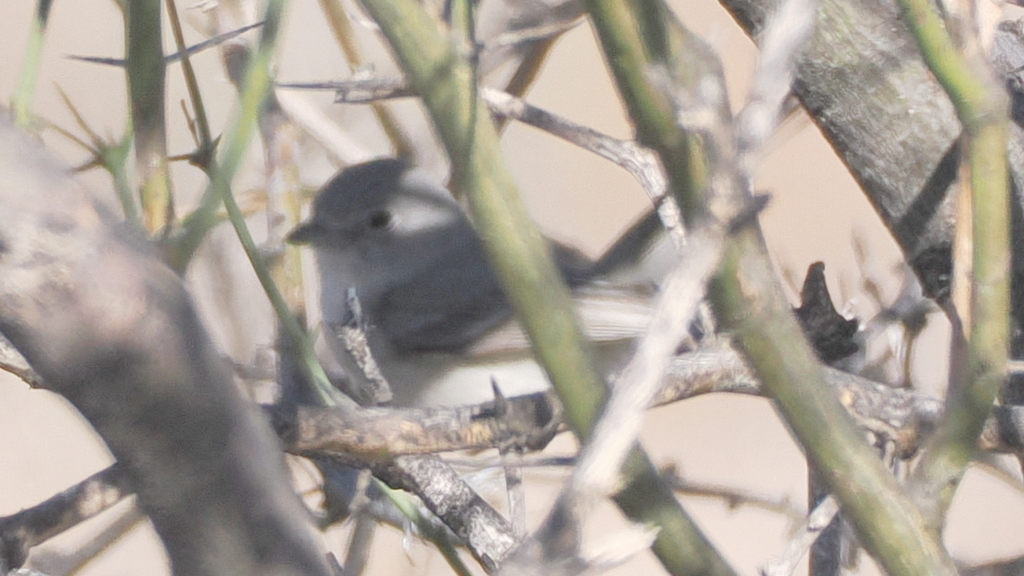 Vireo vicinior (Gray Vireo), California species