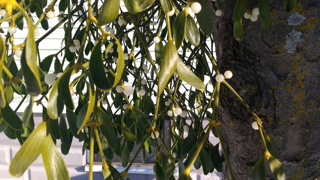 Viscum album (European mistletoe), non-native California shrub