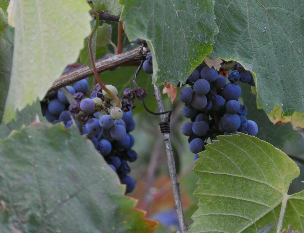 Vitis californica (California wild grape), native California vine