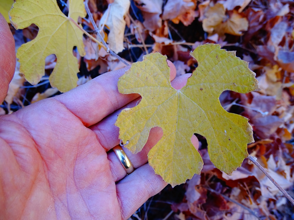 Vitis girdiana (Desert wild grape), native California vine