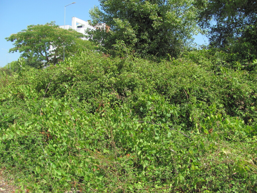Vitis rupestris (Rock grape), non-native California shrub