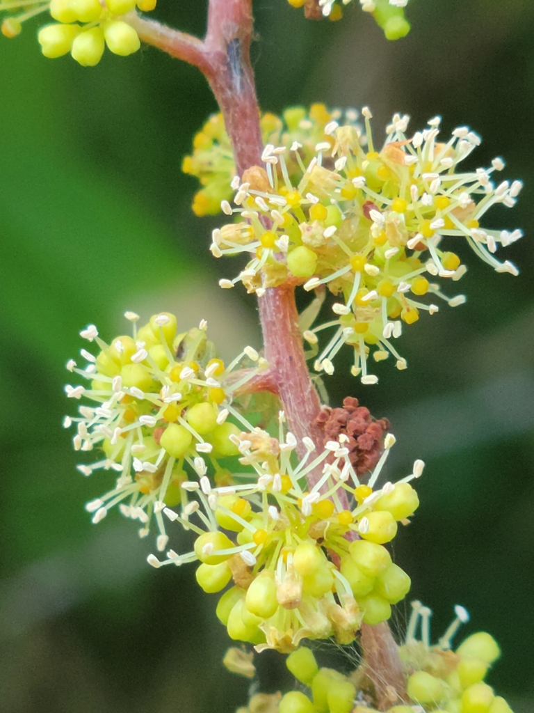 Vitis sp. (Grape), non-native California shrub