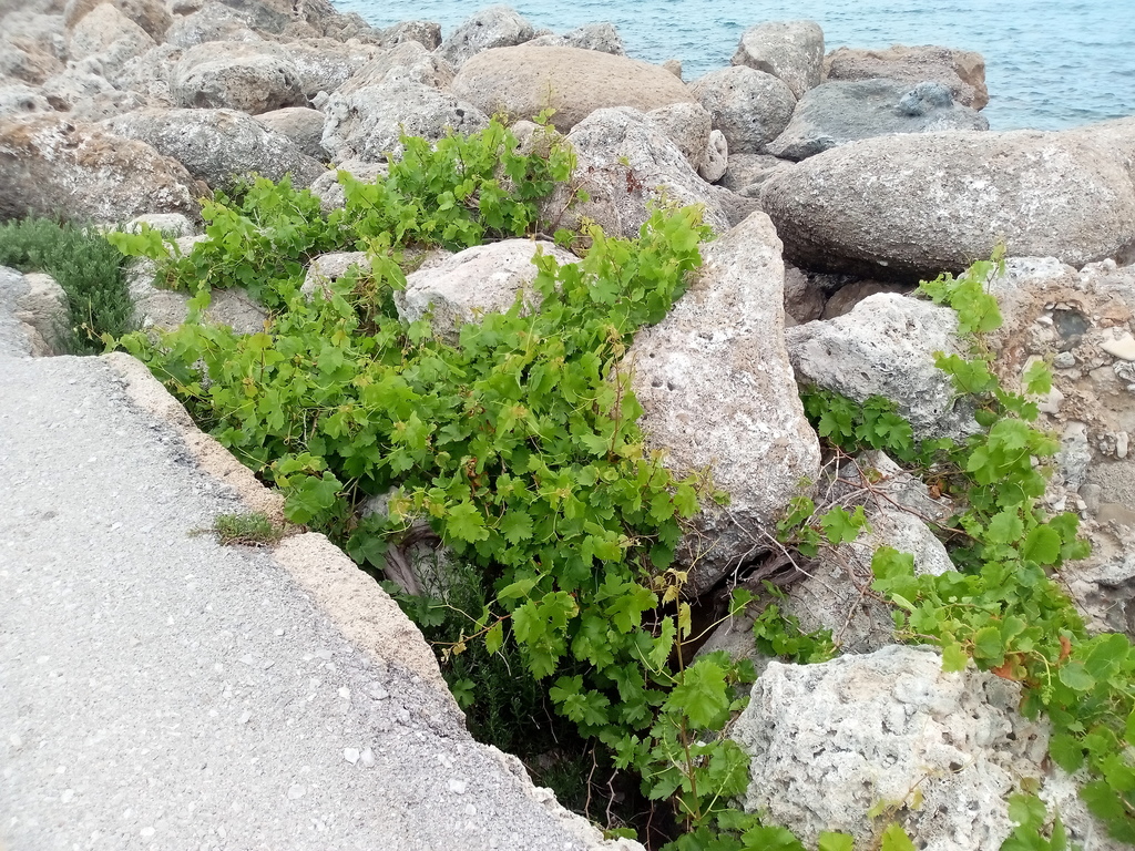 Vitis vinifera (Wine grape), non-native California shrub