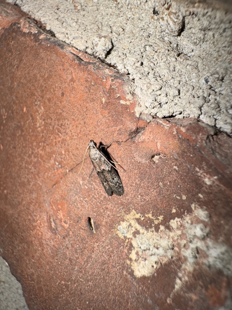 Vitula edmandsii, California species