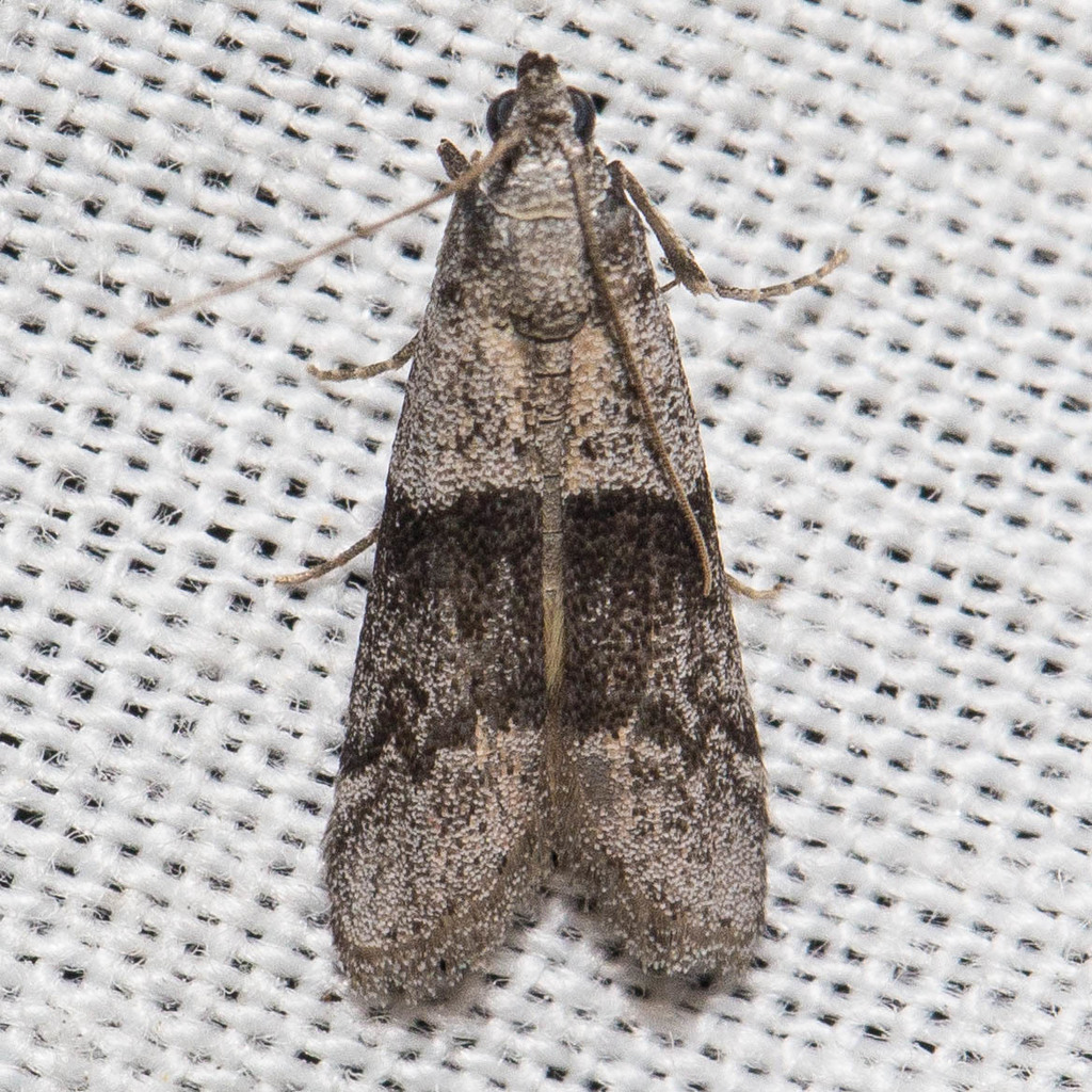 Vitula insula, California species