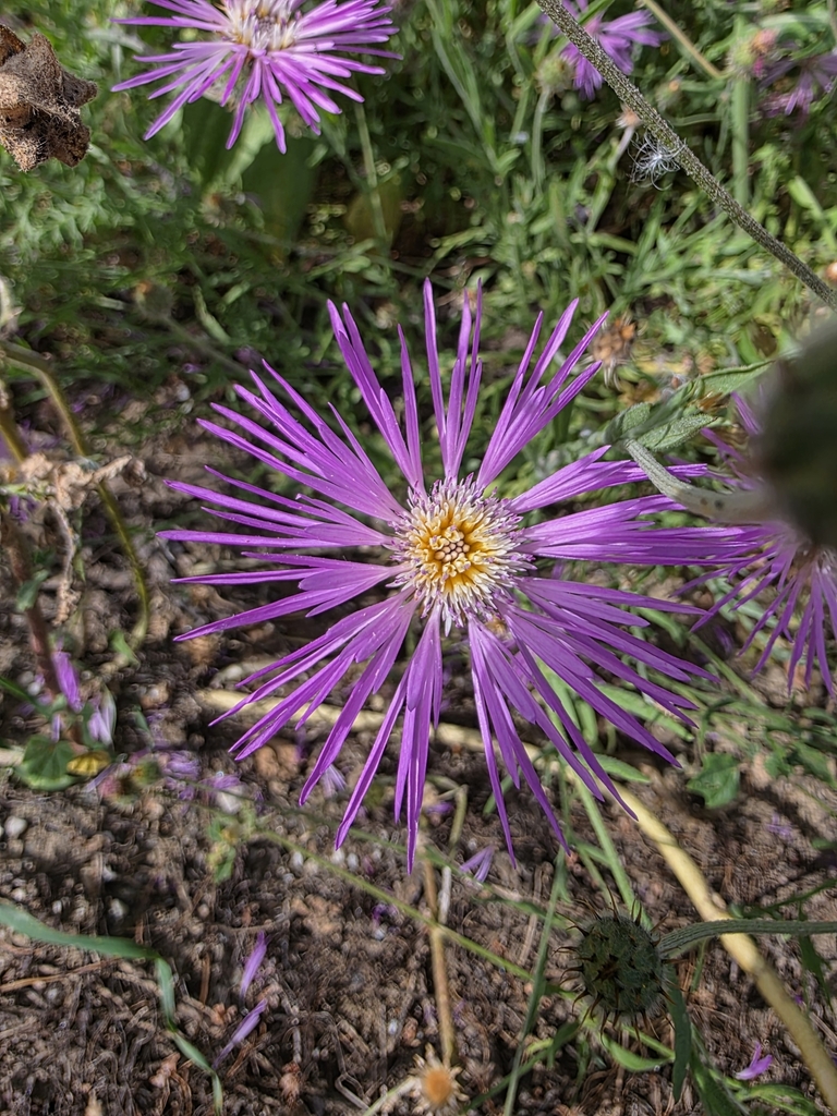 Volutaria muricata (Morocco knapweed), non-native California herb