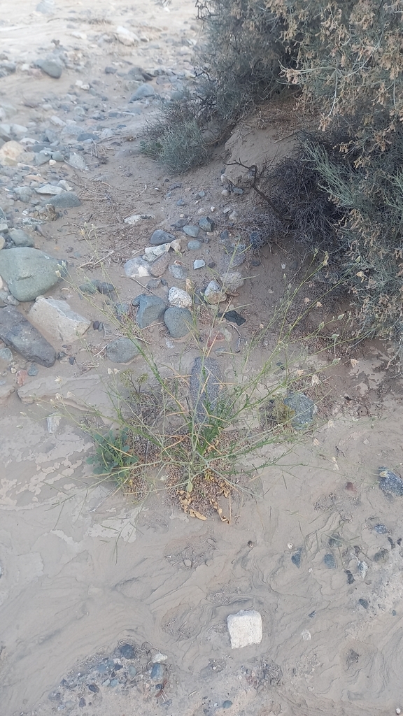 Volutaria tubuliflora (Egyptian knapweed), non-native California annual