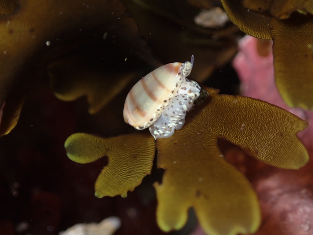 Volvarina taeniolata (California Marginella), California species