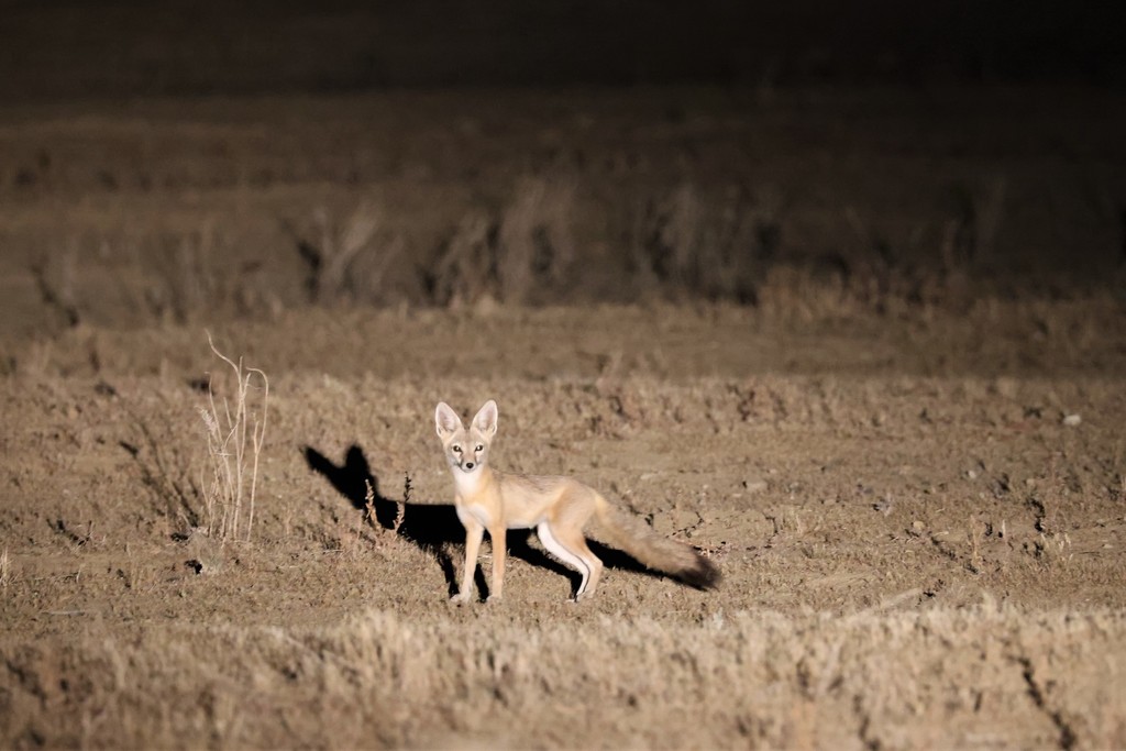 Vulpes macrotis (Kit Fox), California species