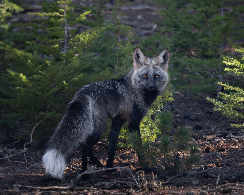 Vulpes vulpes necator (Sierra Nevada red fox), California species